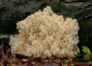 Ein Ästiger Stachelbart vor einem Baumstamm