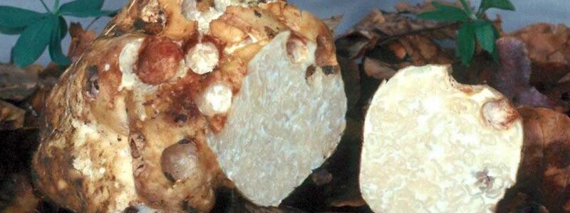 Die unterirdisch wachsende Mäandertrüffel ist Pilz des Jahres 2001