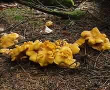 Eine Gruppe Pfifferlinge auf dem Waldboden
