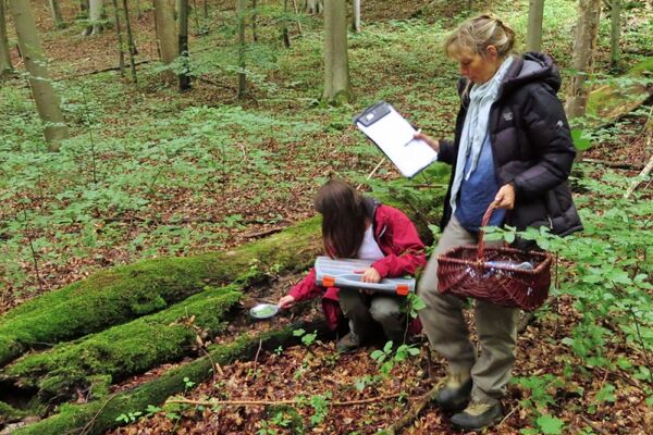 Totholz ist ein Lebensraum für viele Arten