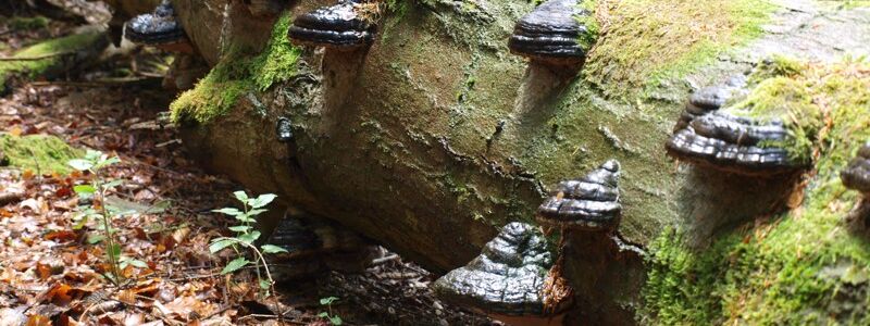 Ein Beispiel für geotrope Pilze sind diese Baumbewohner