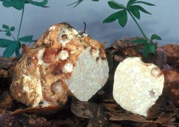 Die unterirdisch wachsende Mäandertrüffel ist Pilz des Jahres 2001