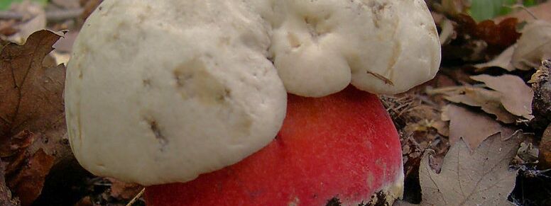 Der Satansröhrling ist eine kalkliebende Art