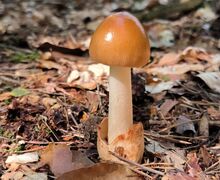 Ein Scheidenstreifling mit erkennbaren Details