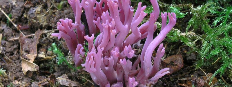 Pilz des Jahres 2025: Die Amethystfarbene Wiesenkoralle