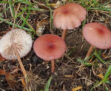 Die seltene Rötlingsart Entoloma roseum wächst auf nährstoffarmen Trockenrasen.