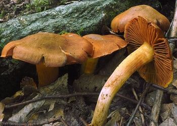 Der tödliche giftige Orangefuchsige Raukopf gehört zu den gefährlichsten Giftpilzen Europas