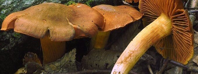 Der tödliche giftige Orangefuchsige Raukopf gehört zu den gefährlichsten Giftpilzen Europas