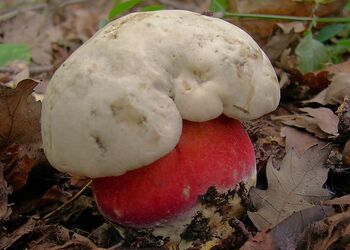 Der Satansröhrling ist eine kalkliebende Art