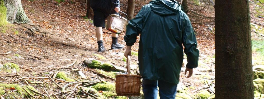 Pilzsammler im Wald mit Körben