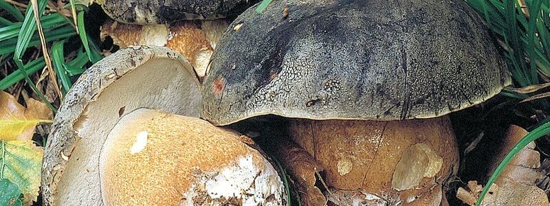 Pilz des Jahres 2008 ist der Schwarzhütige Steinpilz, auch bekannt als Bronze-Röhrling