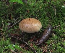 Hier kann man den Schönfußröhrling nur vermuten