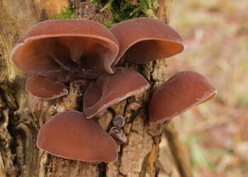 Das Judasohr kommt ganzjährig, bevorzugt an Holunder, vor.