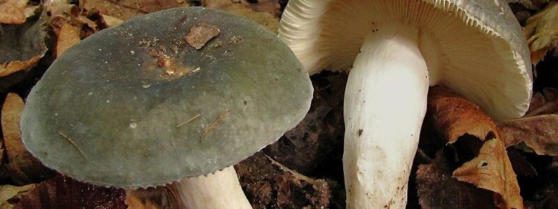 Der Frauentäubling ist an seinen biegsamen Lamellen leicht zu erkennen.