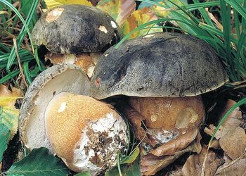 Pilz des Jahres 2008 ist der Schwarzhütige Steinpilz, auch bekannt als Bronze-Röhrling