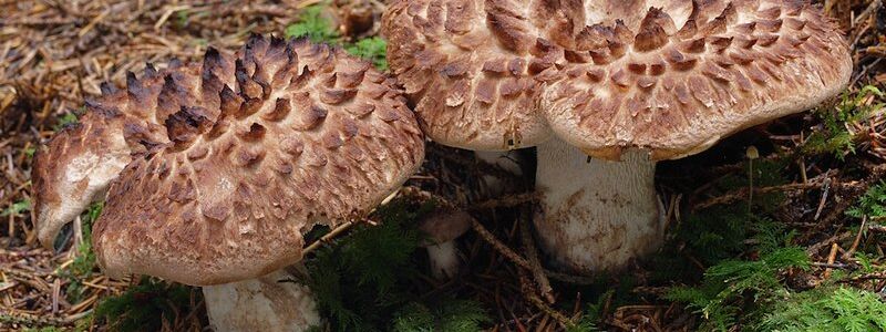 Der Habichtspilz (Sarcodon imbricatus) gehört zu den Stachelpilzen