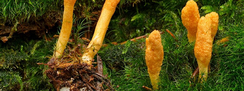 Die Puppen-Kernkeule gehört zu den Schauchpilzen