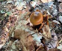 Eine schlechte Aufnahme eines Scheidenstreiflings, unscharf und ohne erkennbare Details