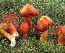 Eine Gesellschaft des stark gefährdeten Granatroten Saftlings