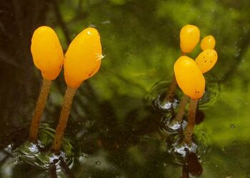 Sumpf-Haubenpilze strecken ihre Köpfe aus dem Wasser