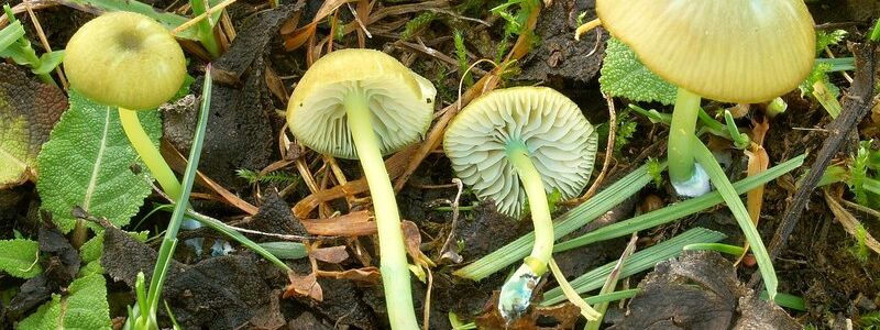 Der Braungrüne Zärtling besiedelt vorwiegend ungedüngte und extensiv bewirtschaftete Magerwiesen