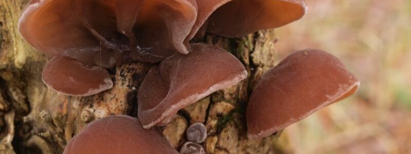 Das Judasohr kommt ganzjährig, bevorzugt an Holunder, vor.