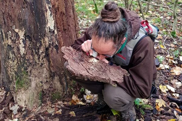 Mit der Lupe entdeckt man auch kleinste Arten