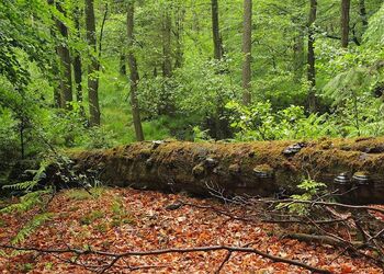 Zunderschwämme auf einer alten Buche