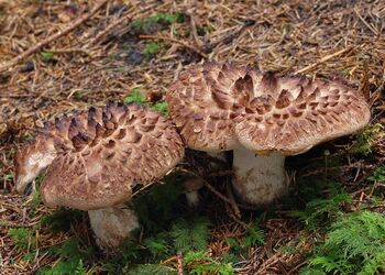 Der Habichtspilz (Sarcodon imbricatus) gehört zu den Stachelpilzen