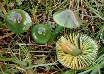 Der Papageigrüne Saftling besiedelt ungedüngte oder allenfalls extensiv genutzte Wiesen wie Magerrasen