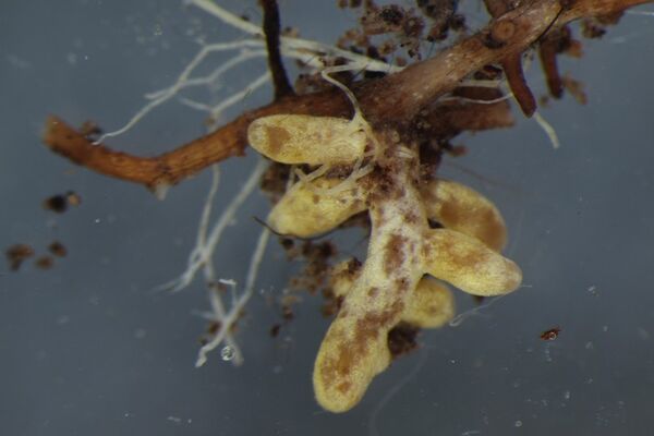 Pilz trifft Wurzel: Ektomykorrhiza