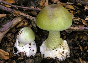 Junge Exemplare des Grünen Knollenblätterpilzes mit gut sichtbaren Merkmalen