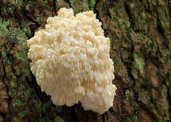 Seltener Fund: ein Tannen-Stachelbart