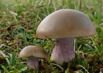 Der seltene Lilastiel-Rötelritterling (Lepista personata) ist Pilz des Jahres 2016