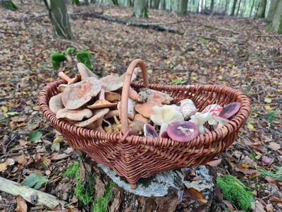 Sammelkorb mit diversen Pilzen