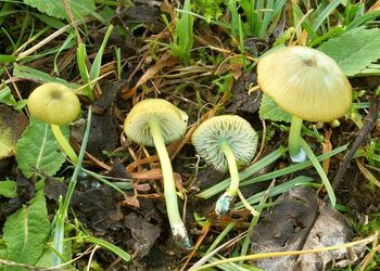 Der Braungrüne Zärtling besiedelt vorwiegend ungedüngte und extensiv bewirtschaftete Magerwiesen