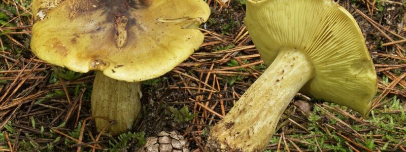 In sandigen Kiefernwäldern findet man den Grünling.