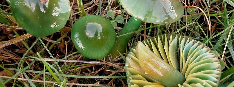 Der Papageigrüne Saftling besiedelt ungedüngte oder allenfalls extensiv genutzte Wiesen wie Magerrasen