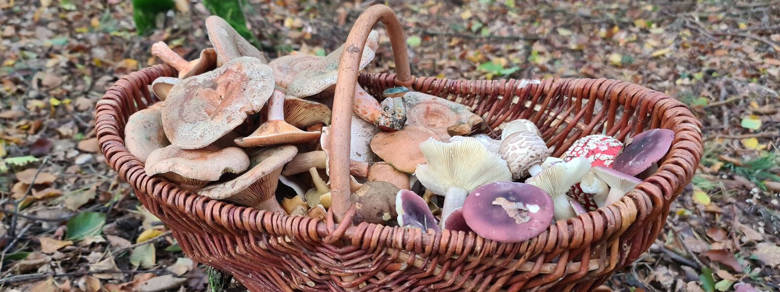 Sammelkorb mit diversen Pilzen