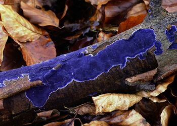 Seine indigofarbenen Fruchtkörper kennzeichnen den Pilz des Jahres 2009, den Blauen Rindenpilz