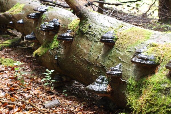 Ein Beispiel für geotrope Pilze sind diese Baumbewohner