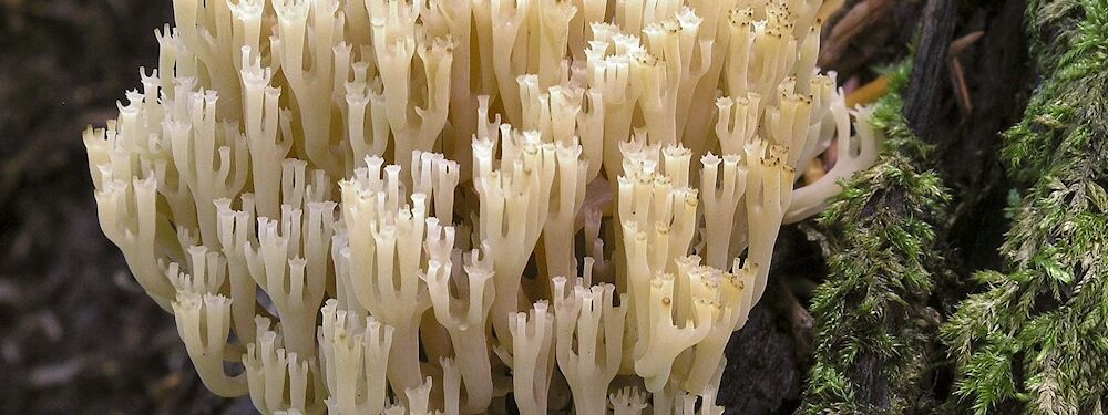 Nur am Totholz abgestorbener Baumstämme findet man die Becherkoralle.