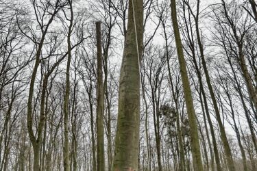 Untersuchungen im Rahmen des BioHolz-Projekts des Nationalparks Bayerischer Wald