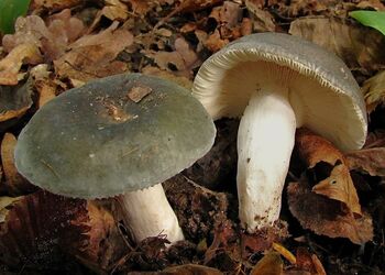 Der Frauentäubling ist an seinen biegsamen Lamellen leicht zu erkennen.