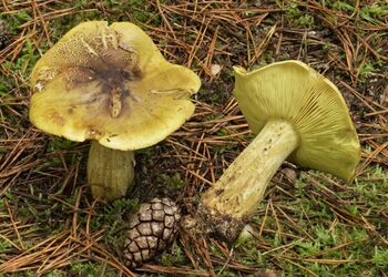 In sandigen Kiefernwäldern findet man den Grünling.