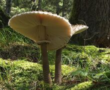 Zwei Parasole sonnen sich im Moos