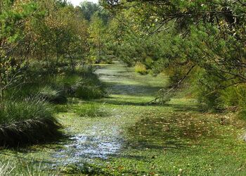 Ansicht eines renaturierten Moores