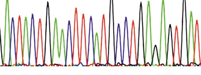 Pilze: Chromatogramm einer automatischen DNA-Sequenzierung (Ausschnitt)