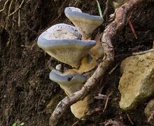 Vom Aussterben bedroht ist der Blaue Korkstacheling.