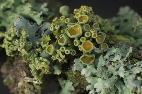 Nahaufnahme von Flechten